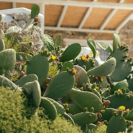 Hotel New Paradise - Adults Only Paradise Beach (Mykonos)