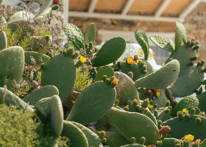 Hotel New Paradise - Adults Only Paradise Beach (Mykonos)